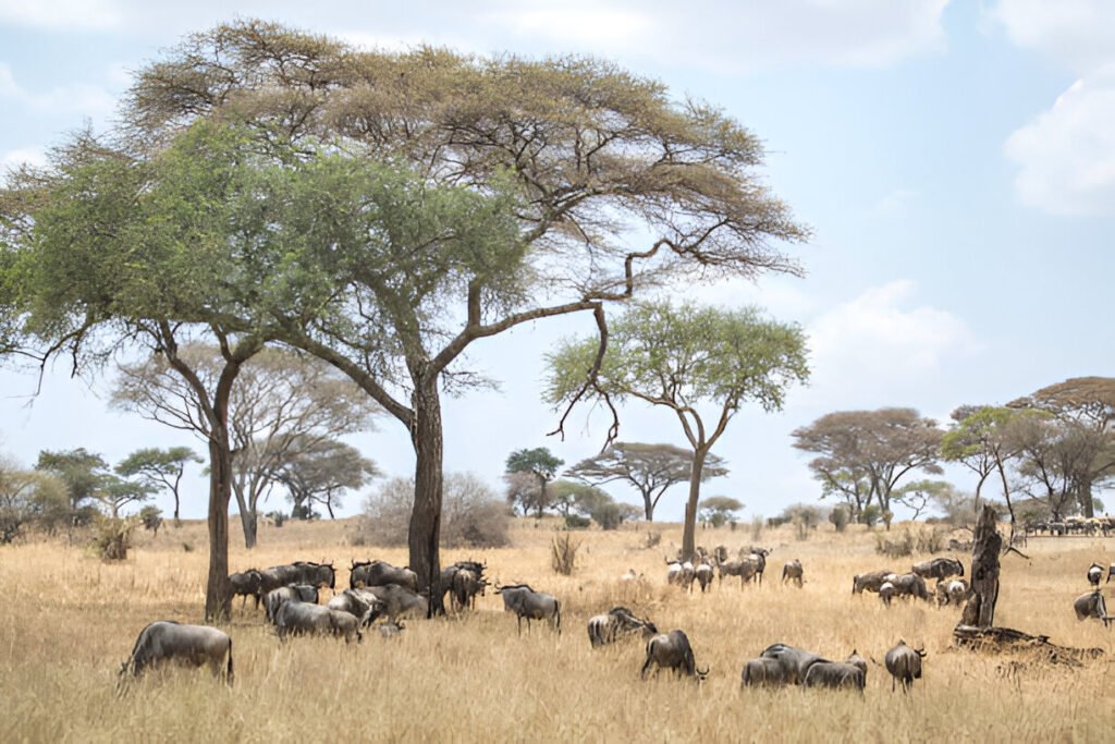 3-Day Tanzania Safari Join-In Experience 2025