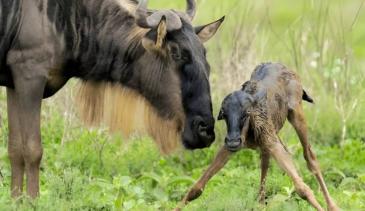 Ndutu: Everything You Need to Know for Your Safari Adventure