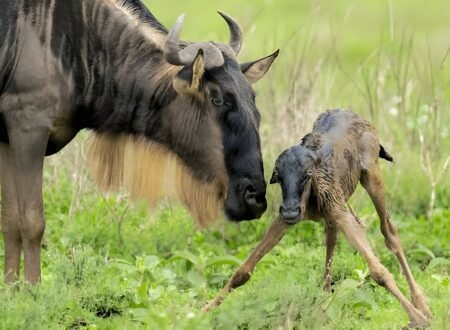 Ndutu: Everything You Need to Know for Your Safari Adventure