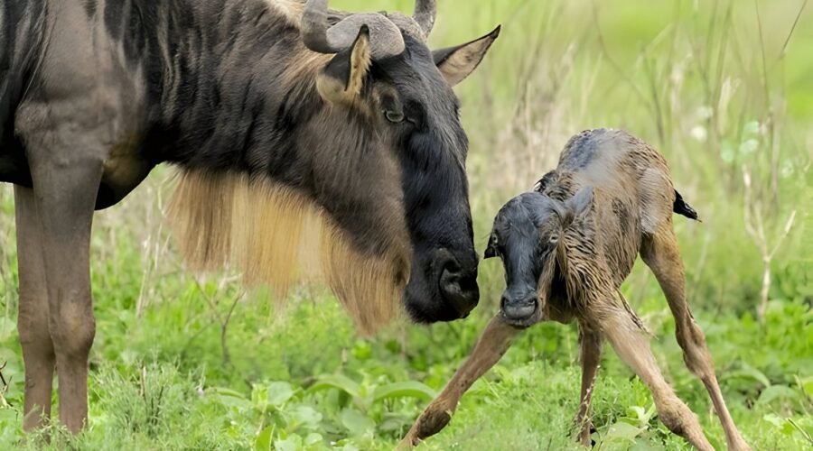 Ndutu: Everything You Need to Know for Your Safari Adventure