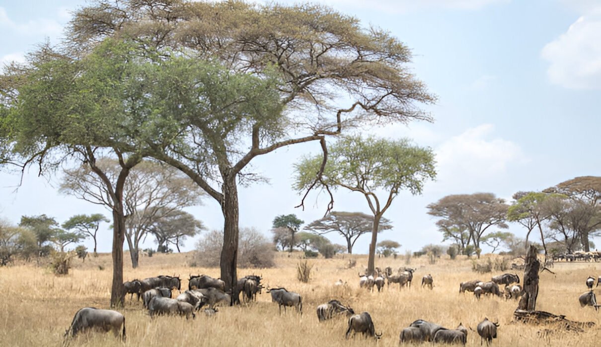 Northern Serengeti: A Must-Visit Destination for Your 2025-2026 Safari