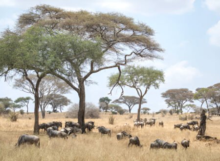 Northern Serengeti: A Must-Visit Destination for Your 2025-2026 Safari