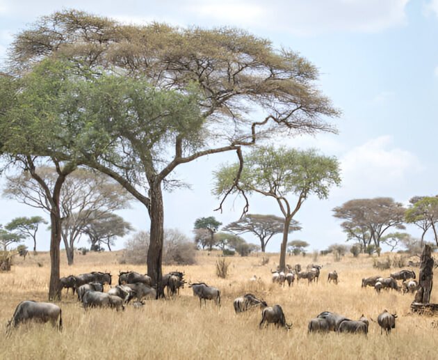 Northern Serengeti: A Must-Visit Destination for Your 2025-2026 Safari