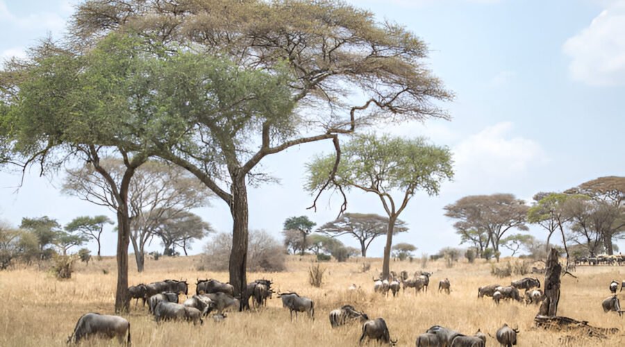 Northern Serengeti: A Must-Visit Destination for Your 2025-2026 Safari