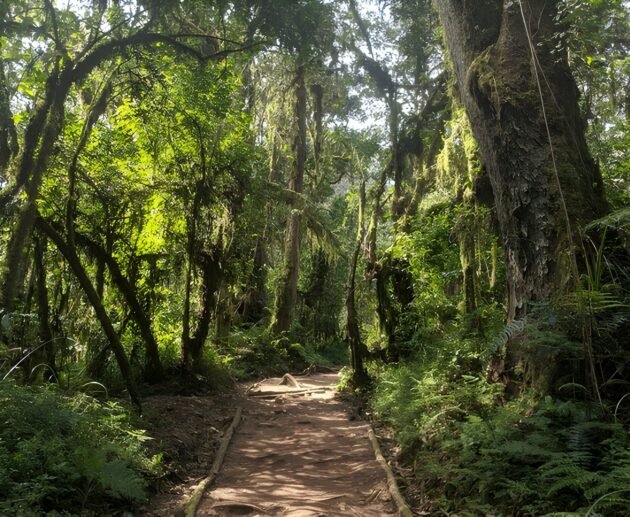 best 7-Days Kilimanjaro Machame Climbing 2026