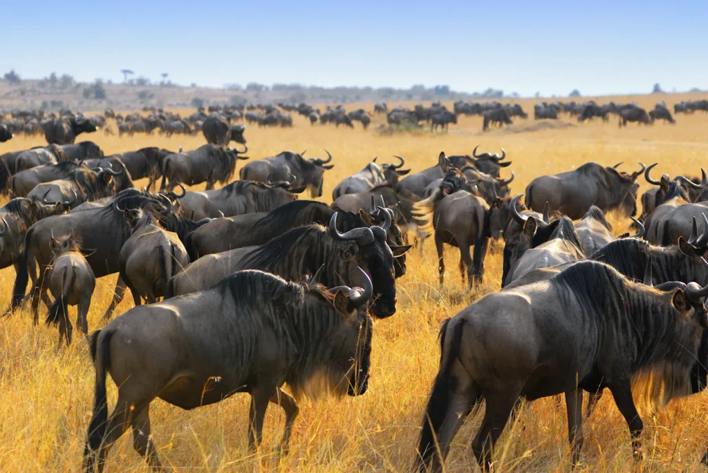 Understanding the Great Migration in the Serengeti: A Complete 2027 Safari Guide Understanding the Great Migration in the Serengeti: A Complete 2027 Safari Guide