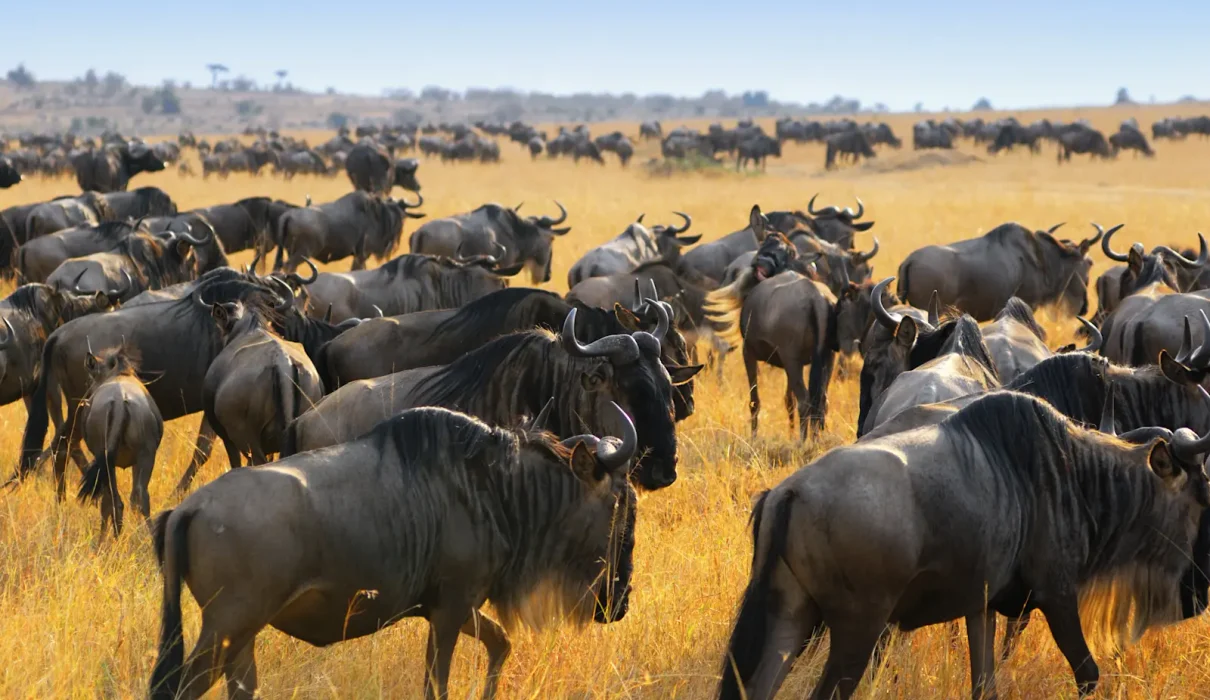 Understanding the Great Migration in the Serengeti: A Complete 2027 Safari Guide