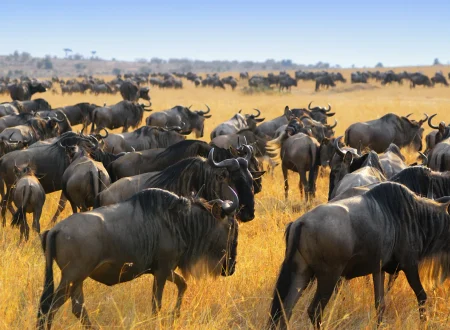 Understanding the Great Migration in the Serengeti: A Complete 2027 Safari Guide
