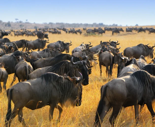 Understanding the Great Migration in the Serengeti: A Complete 2027 Safari Guide