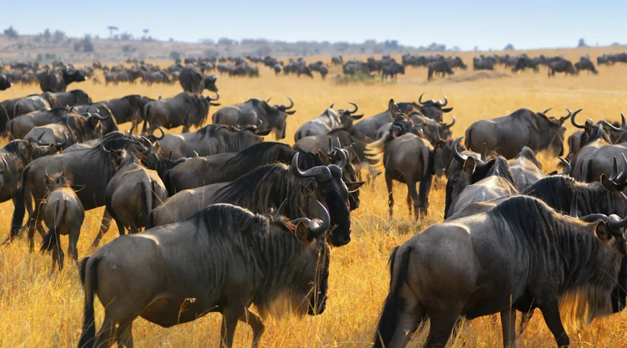 Understanding the Great Migration in the Serengeti: A Complete 2027 Safari Guide