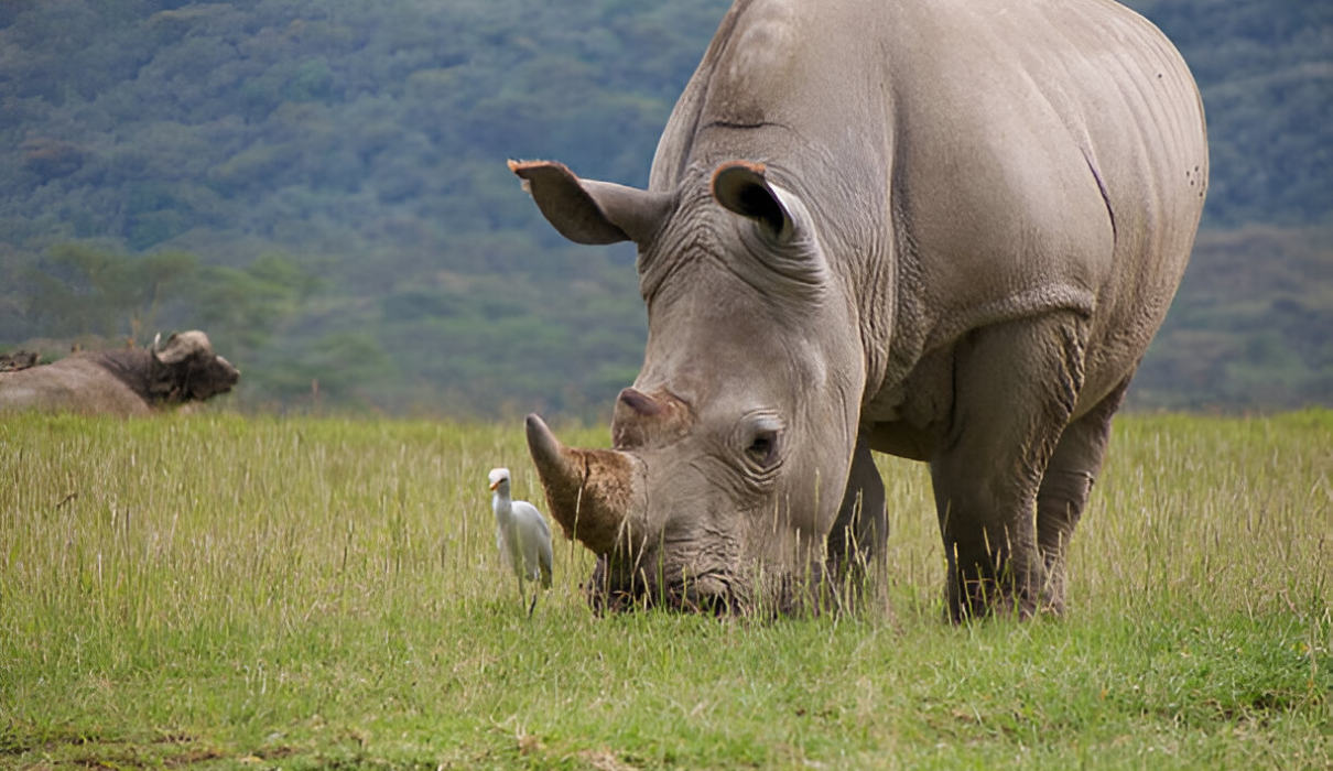 African Rhino Safari Tours in Tanzania for 2025 2026