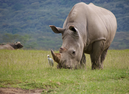 African Rhino Safari Tours in Tanzania for 2025 2026