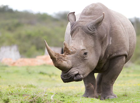 The Ultimate Guide to Tanzania Safari Cost in 2025/2026
