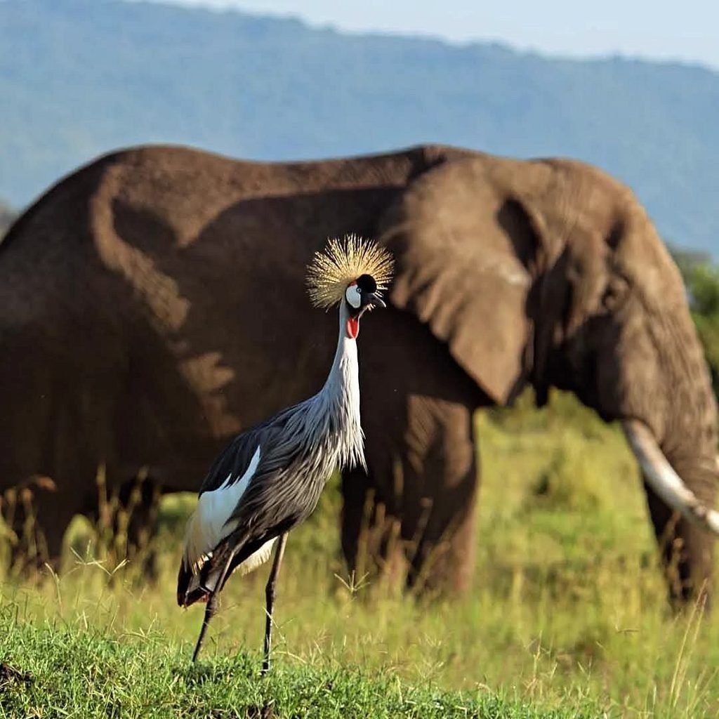 Amboseli National Park Safari, Kenya: Our Most Complete Guide for 2027 and 2028