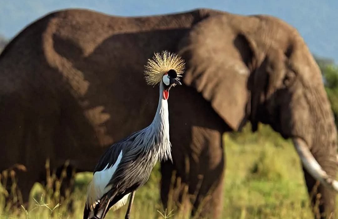 Amboseli National Park Safari, Kenya: Our Most Complete Guide for 2027 and 2028