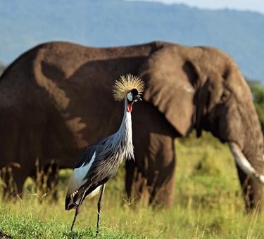 Amboseli National Park Safari, Kenya: Our Most Complete Guide for 2027 and 2028