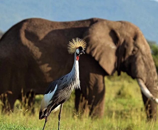 Amboseli National Park Safari, Kenya: Our Most Complete Guide for 2027 and 2028