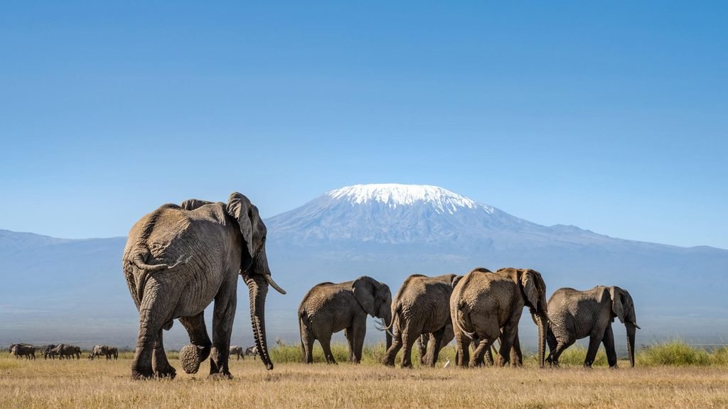 Amboseli National Park Safari, Kenya: Our Most Complete Guide for 2027 and 2028