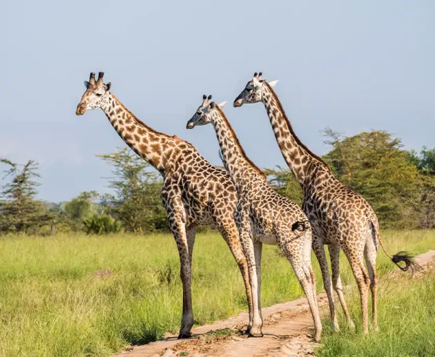 Kruger vs Masai Mara vs Serengeti 2027/2028: Which African Safari Destination Is Best?