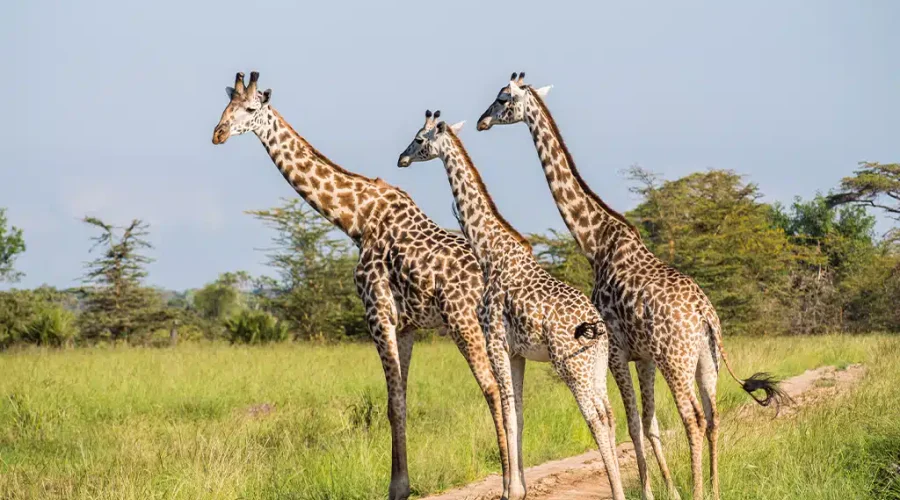 Kruger vs Masai Mara vs Serengeti 2027/2028: Which African Safari Destination Is Best?