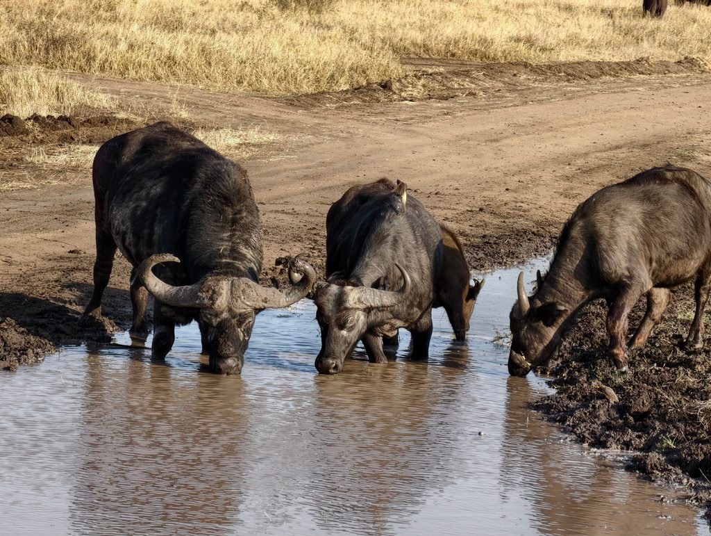 2027 Tanzania 3-Day Shared Safari: Tarangire, Ngorongoro & Lake Manyara