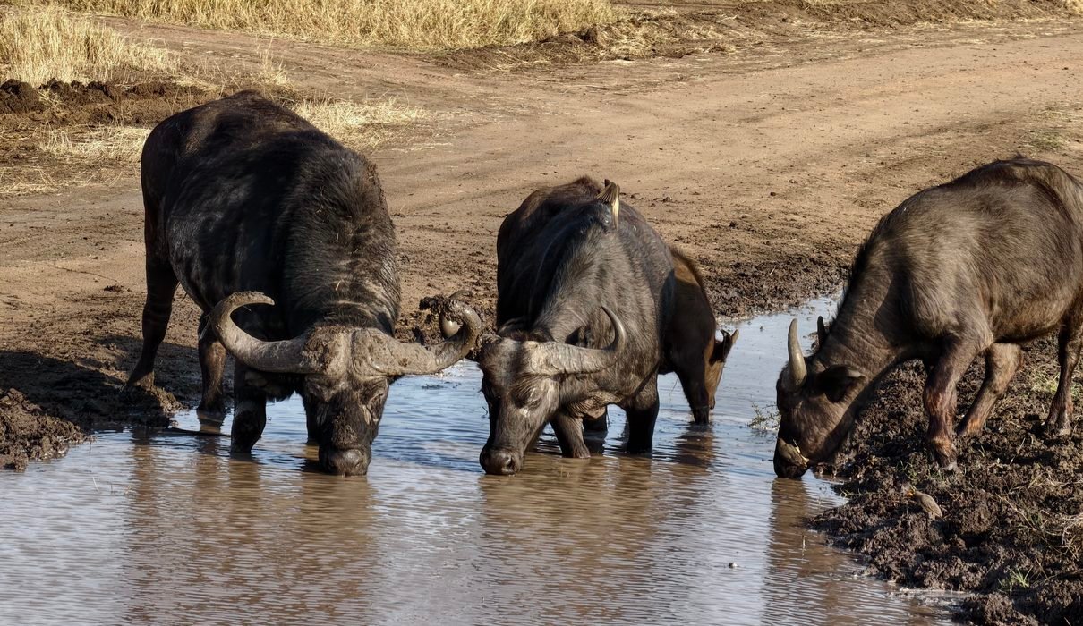 2027 Tanzania 3-Day Shared Safari: Tarangire, Ngorongoro & Lake Manyara