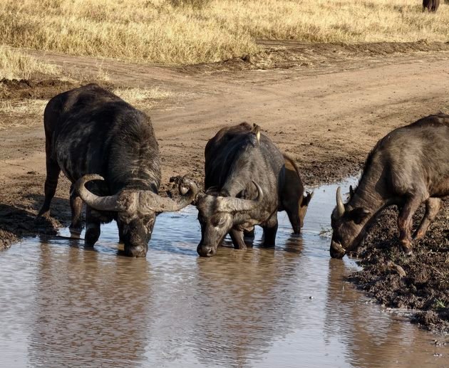 2027 Tanzania 3-Day Shared Safari: Tarangire, Ngorongoro & Lake Manyara