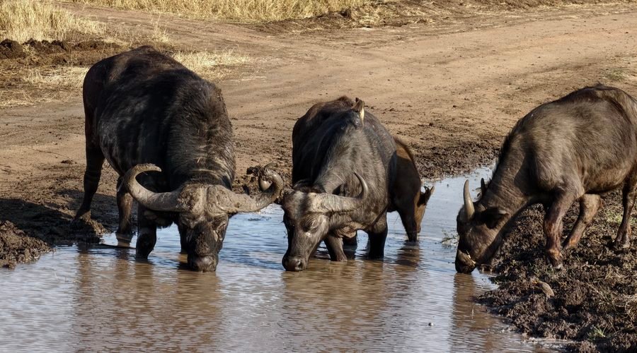 2027 Tanzania 3-Day Shared Safari: Tarangire, Ngorongoro & Lake Manyara