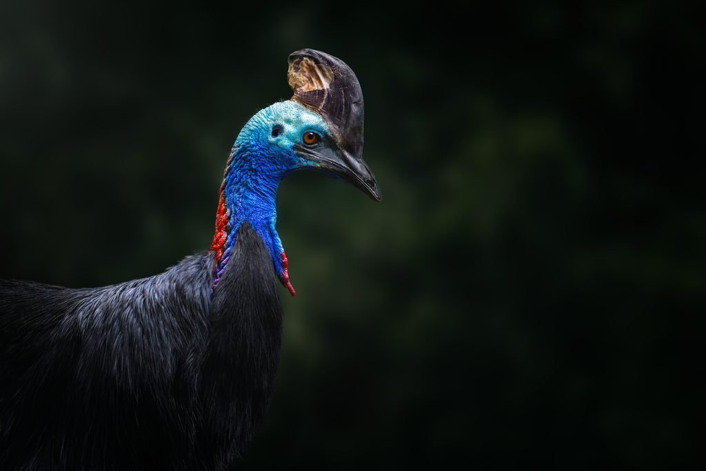 10 Endangered Animals You Might See on Safari: 2027–2028 Guide