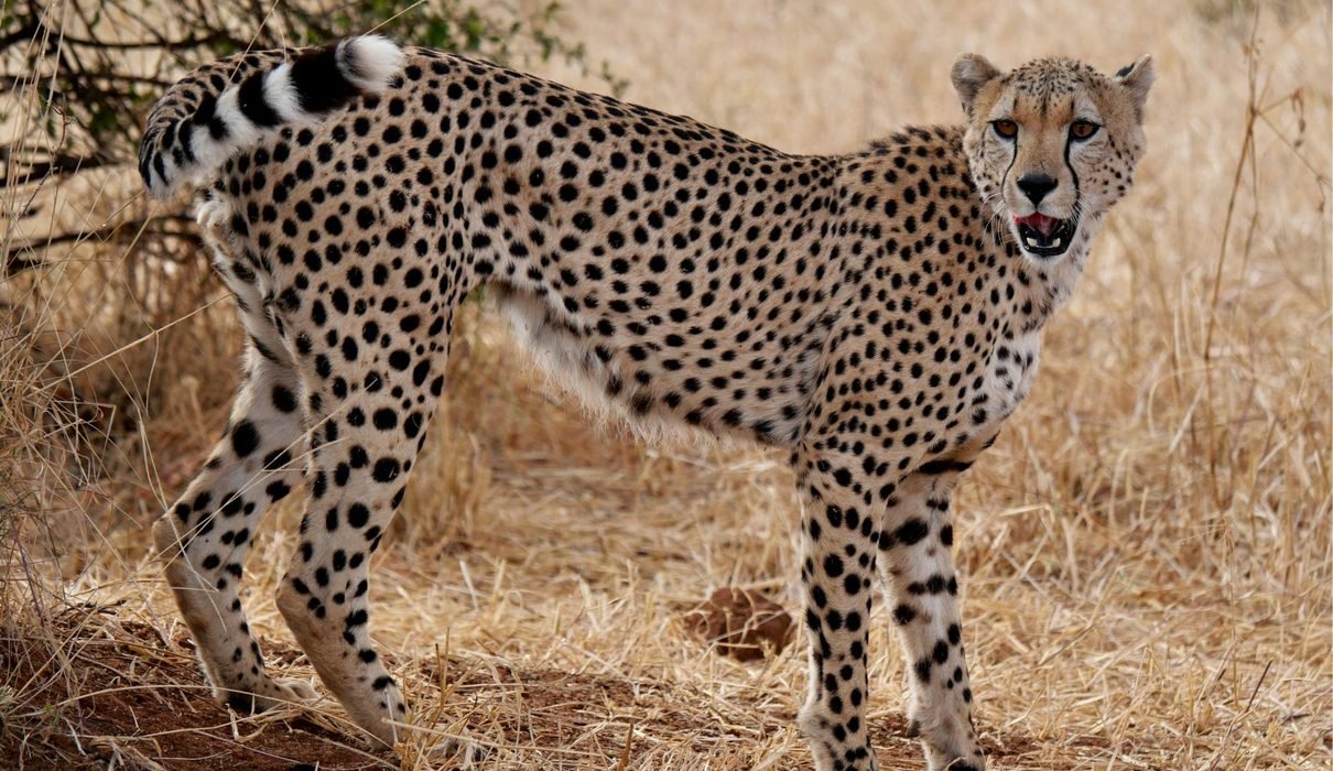Discover Kenya: 7-Day Luxury Safari for 2027/2028