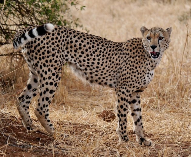 Discover Kenya: 7-Day Luxury Safari for 2027/2028