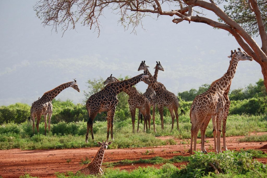 Where to Go in Africa to See Giraffes: 8 Best Safari Destinations for 2027/2028 Where to Go in Africa to See Giraffes: 8 Best Safari Destinations for 2027/2028