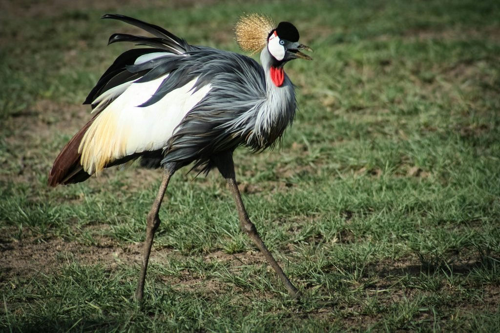 10 Endangered Animals You Might See on Safari: 2027–2028 Guide