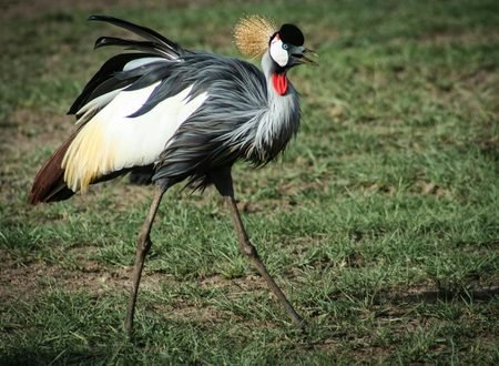 10 Endangered Animals You Might See on Safari: 2027–2028 Guide