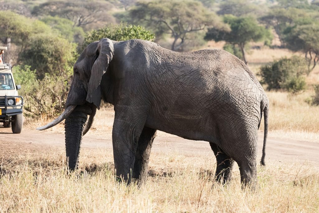 Tarangire Safari: Best Wildlife Experience in Tanzania Tarangire Safari: Best Wildlife Experience in Tanzania
