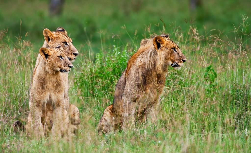 Affordable Kenya Safari Packages 2027–2028: 5 Itineraries for Better Value