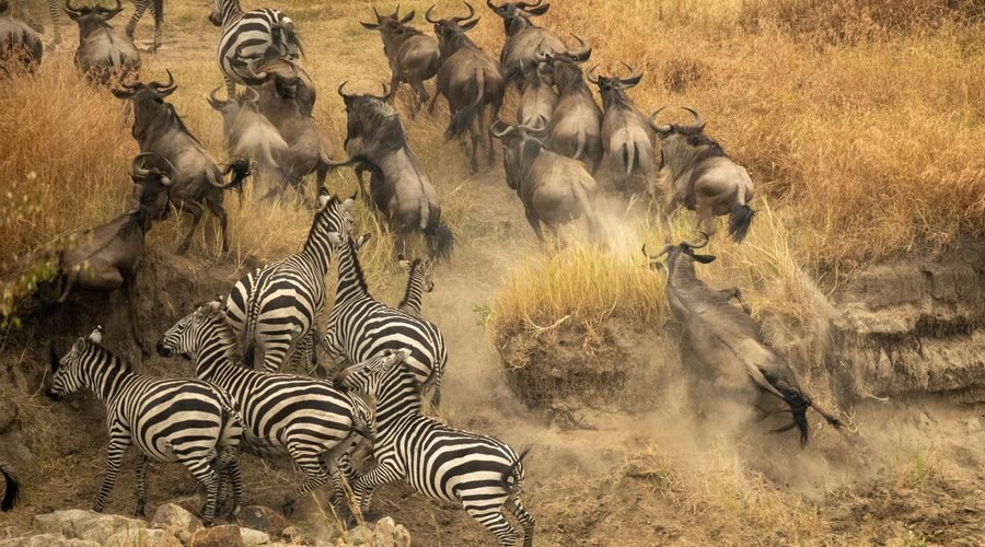 The World-Famous Serengeti National Park – Ultimate Safari Experience 2027/2028