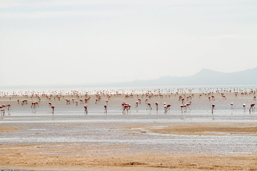 African Tanzania Safari from the UK on Tour Holidays for 2025, 2026 Lake Natron – A Must-Visit Destination in Tanzania (2025-2026)