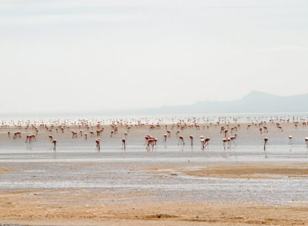 Lake Natron – A Must-Visit Destination in Tanzania (2025-2026)