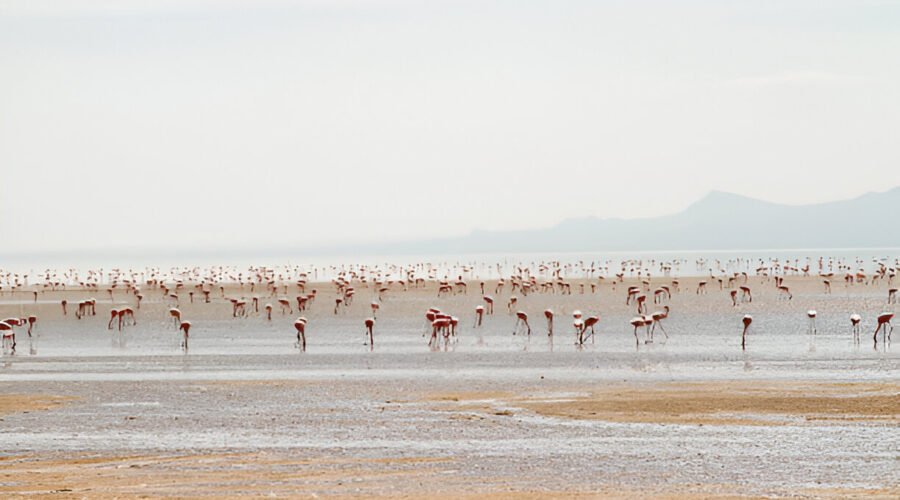 Lake Natron – A Must-Visit Destination in Tanzania (2026-2027)