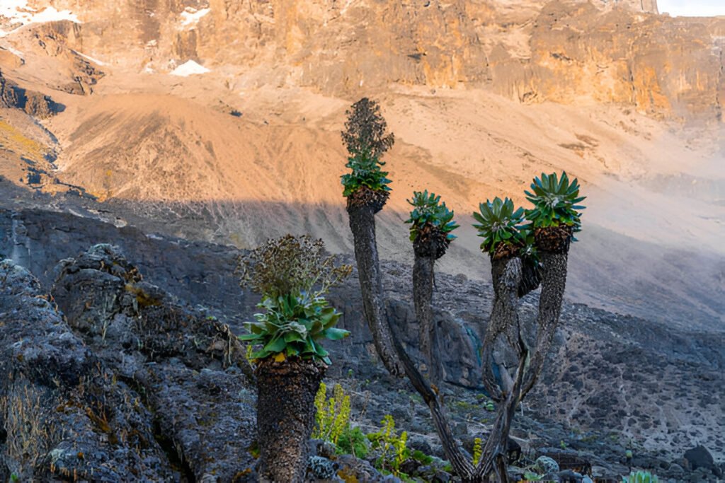 Seven-Days Kilimanjaro Climbing 2025/2026 7-Days