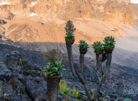 7-Days Kilimanjaro Climbing 2025/2025 7 Days on Lemosho