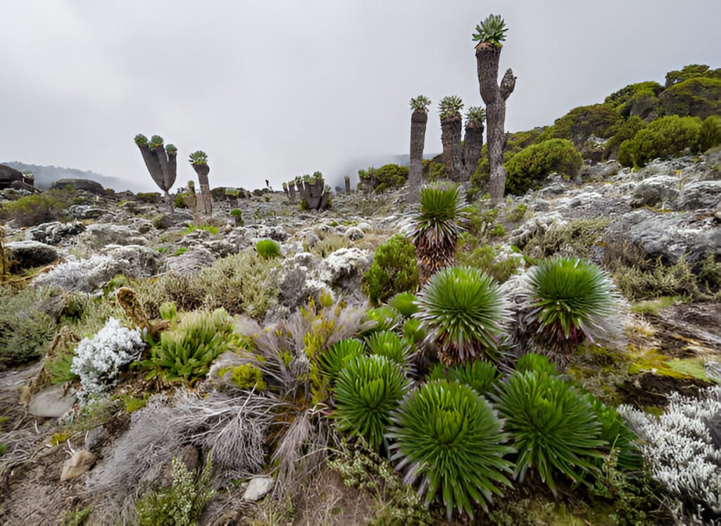 Kilimanjaro Climb 2024, 2025, 2026: 7 Days on the Lemosho Route