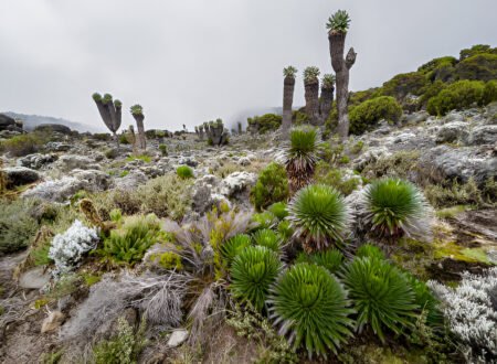 7-Days Lemosho Kilimanjaro Climb 2025