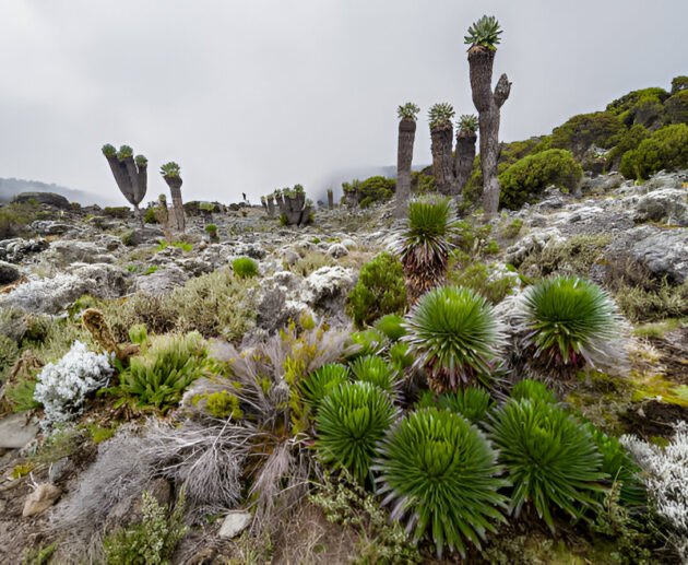 7-Days Lemosho Kilimanjaro Climb 2025