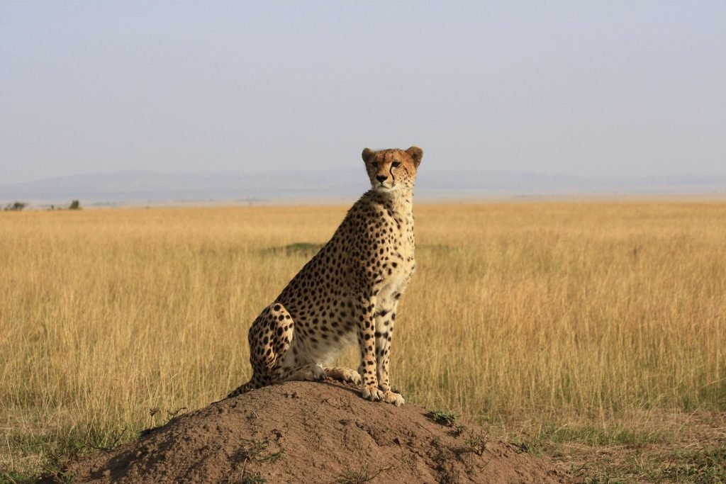 Exploring Kenya's Maasai Mara: The Ultimate Safari Guide for 2027