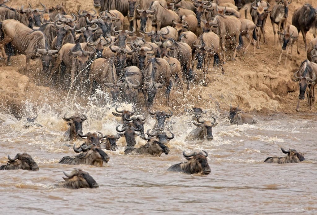 Exploring Kenya's Maasai Mara: The Ultimate Safari Guide for 2027