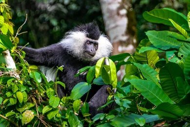 The Most Complete Guide About Rwanda Tours 2024-2025