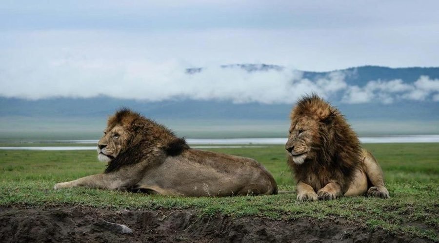 Short Safari in Tanzania – A Perfect 3-Day Adventure for 2027, 2028 and 2029