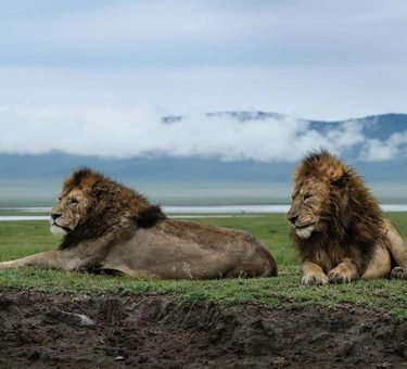 Discover Ngorongoro Crater: The World's Largest Intact Volcanic Caldera in 2027 and 2028